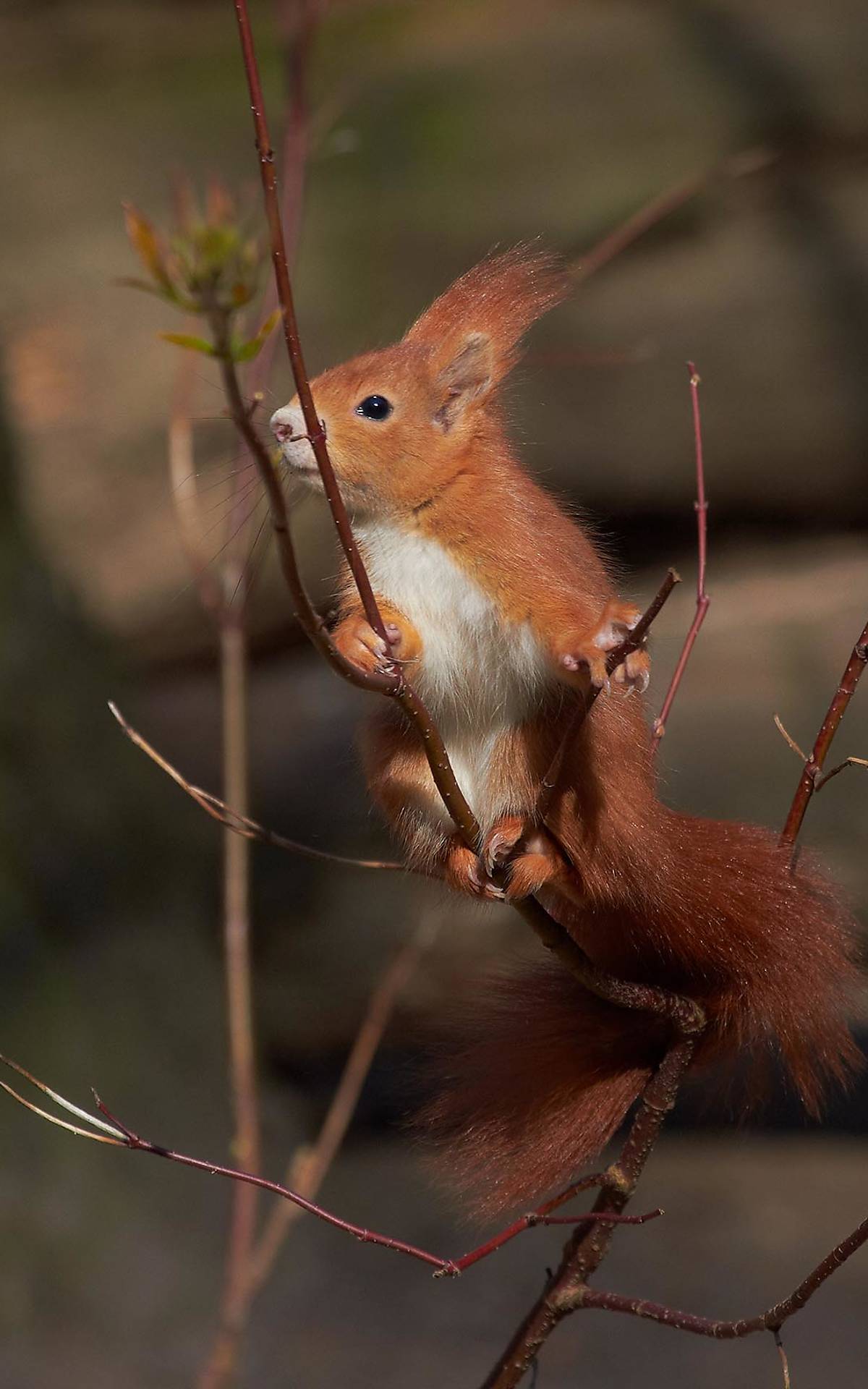 Eichhörnchen Foto: R. Ziemens