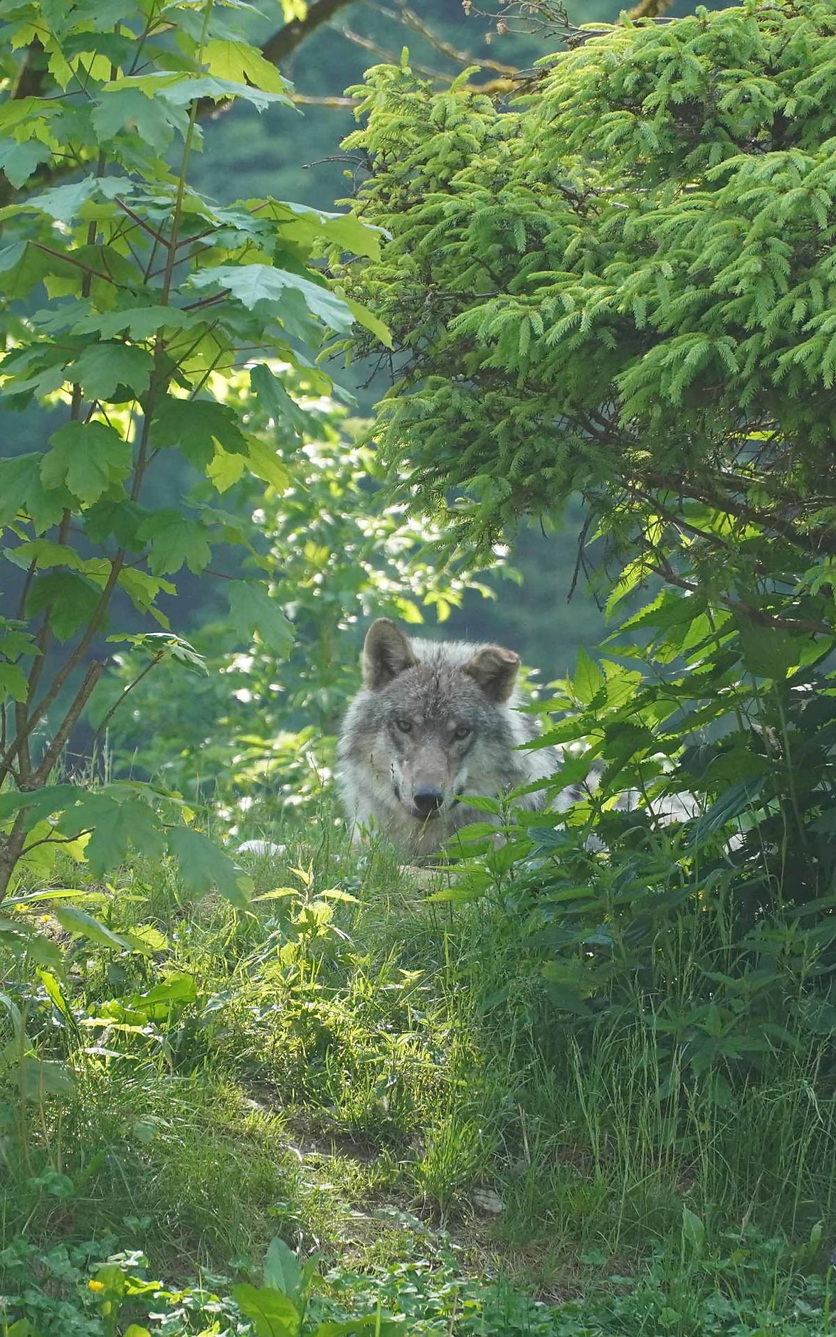 Wolf - Foto: Robert Krickl