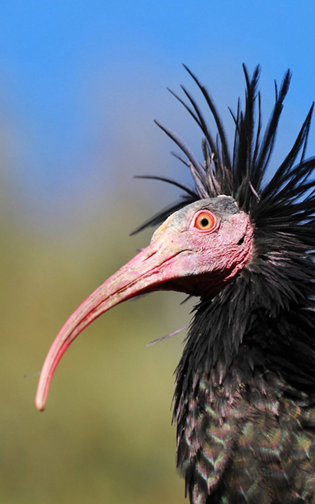 Waldrapp, © Johannes Fritz/Waldrappteam
