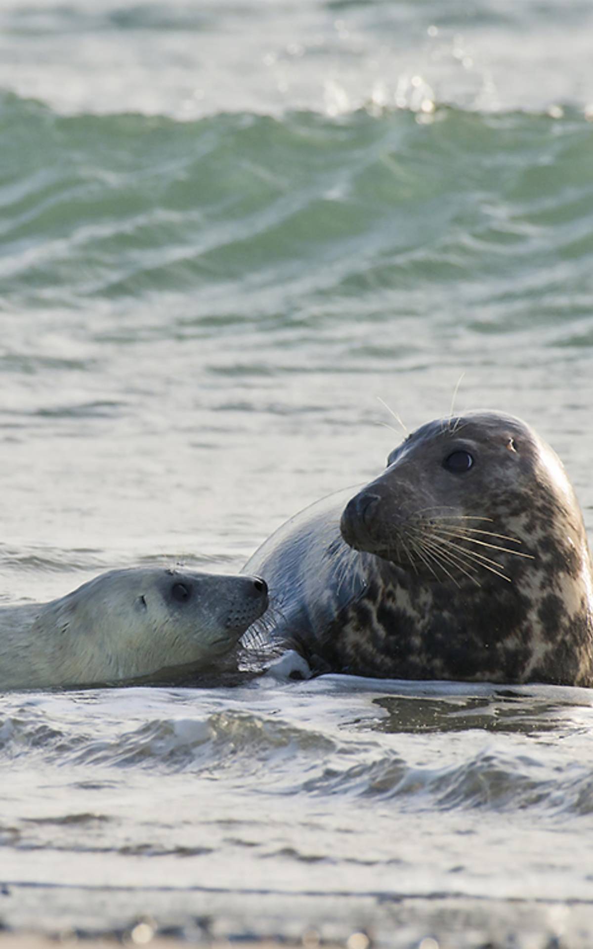 kegelrobbe_header_mobile