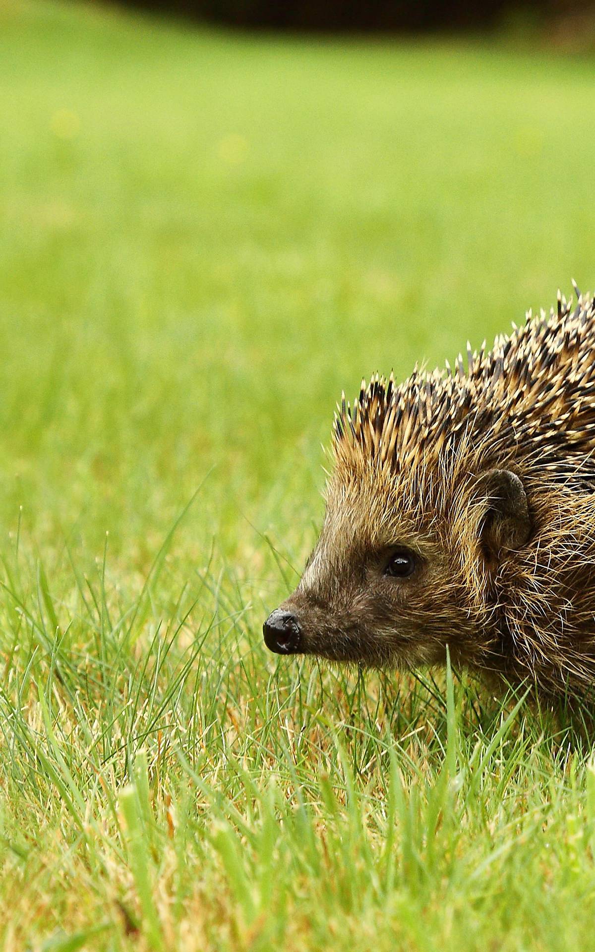 Igel auf Rasen © imageBROKER.com / Burkhard Sauskojus