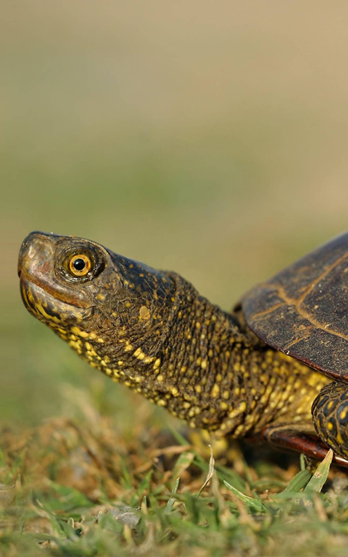 Europäische Sumpfschildkröte