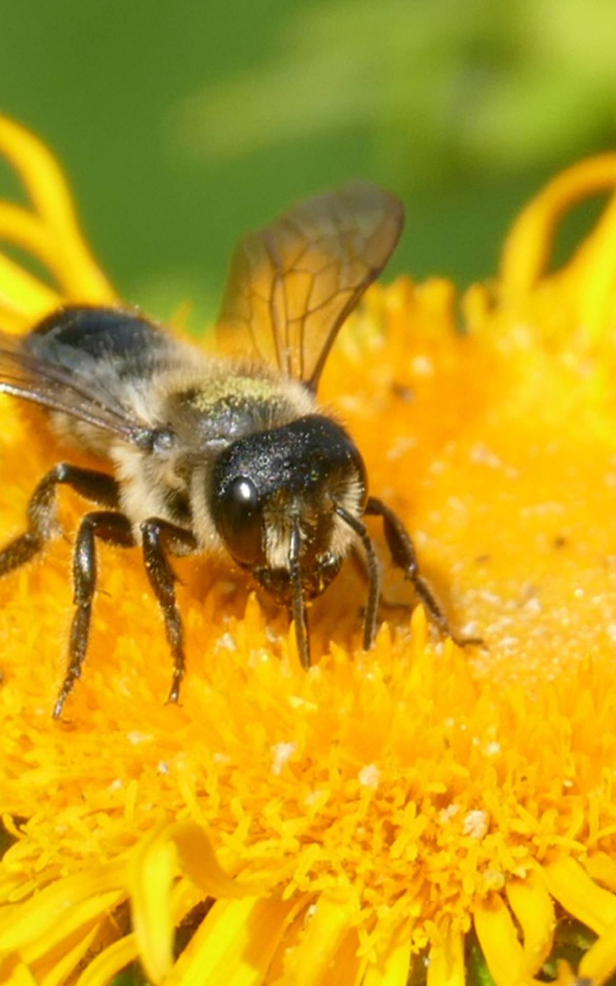 Stängel-Blattschneiderbiene Megachile genalis Foto copyright: Katharina Moik