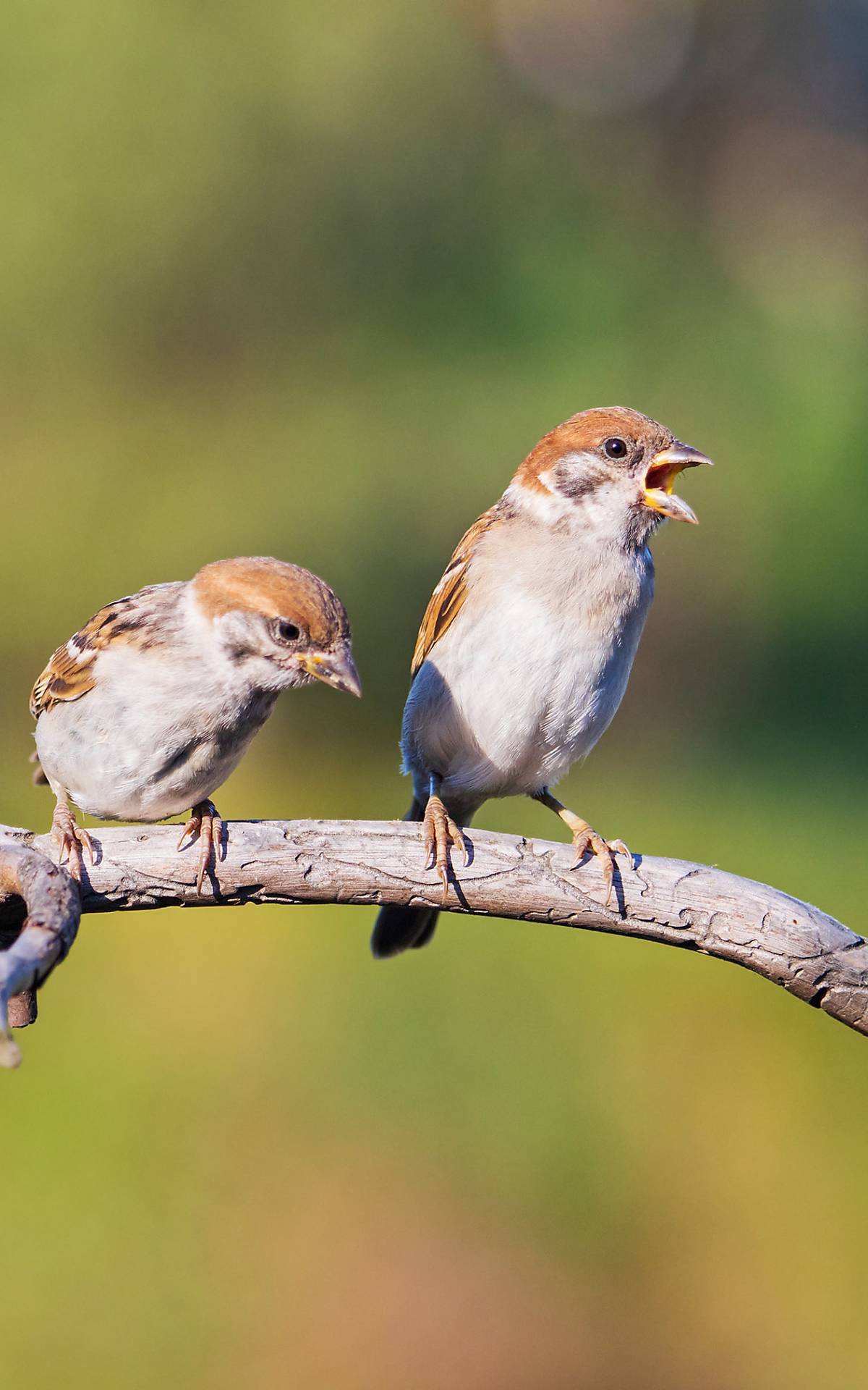 Foto: Drakuliren/shutterstock