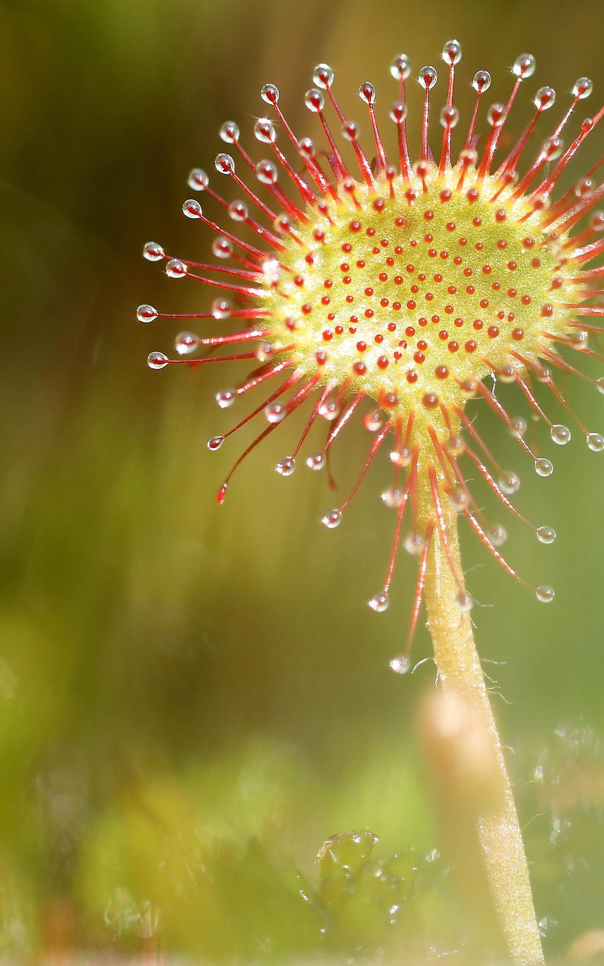 Rundblättriger Sonnentau (Drosera rotundifolia) in einem Sumpfgebiet Foto: © imageBROKER.com / Burkhard Sauskojus