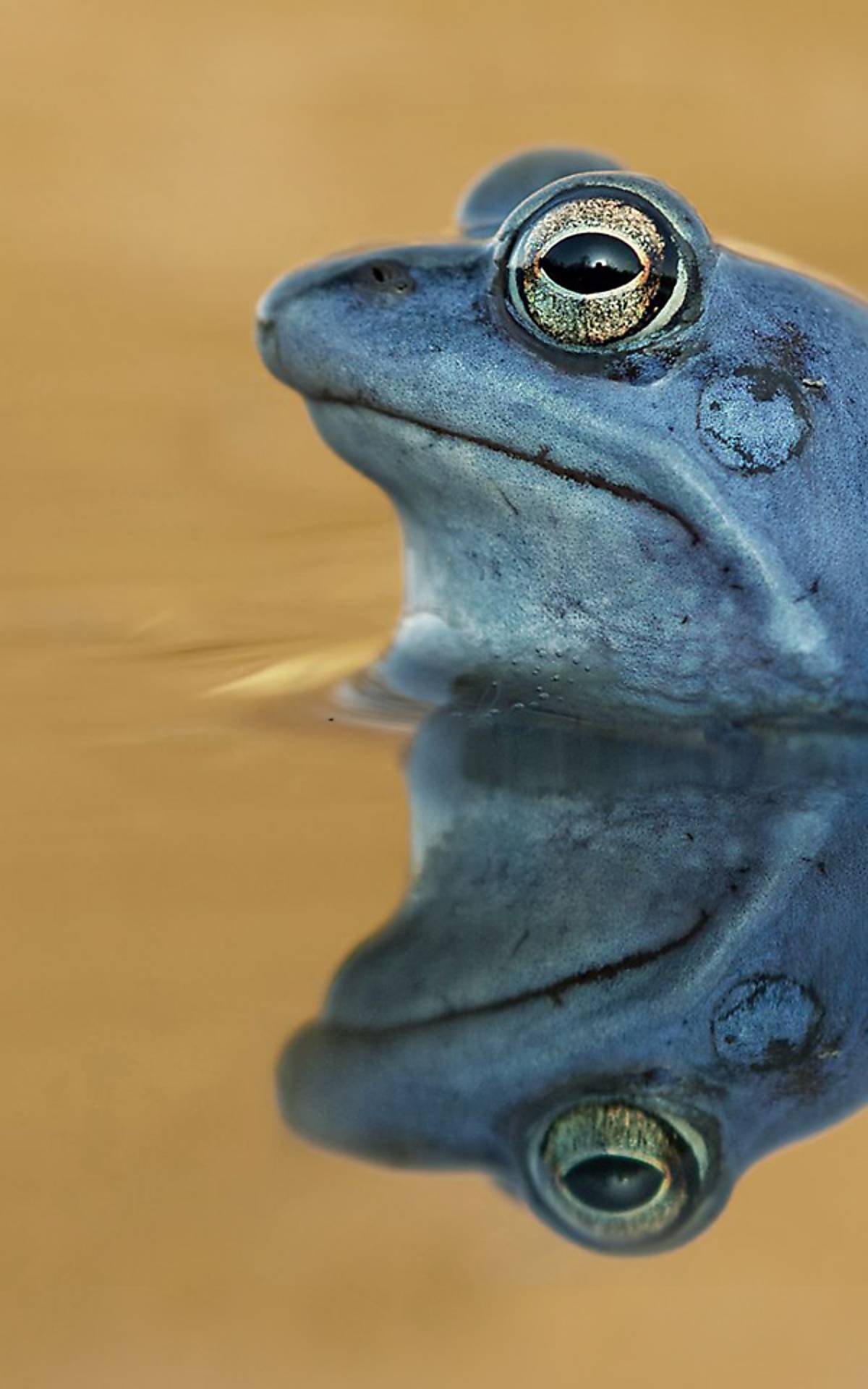 Blauer Moorfrosch - Foto: Arco Images GmbH / imageBROKER