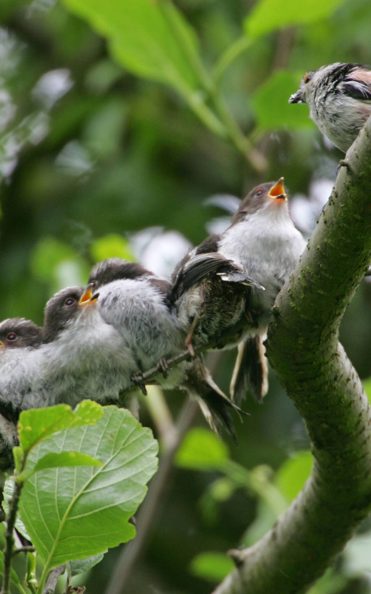 Schwanzmeisen (Aegithalos caudatus), Foto: © imageBROKER.com / FLPA / Bill Baston