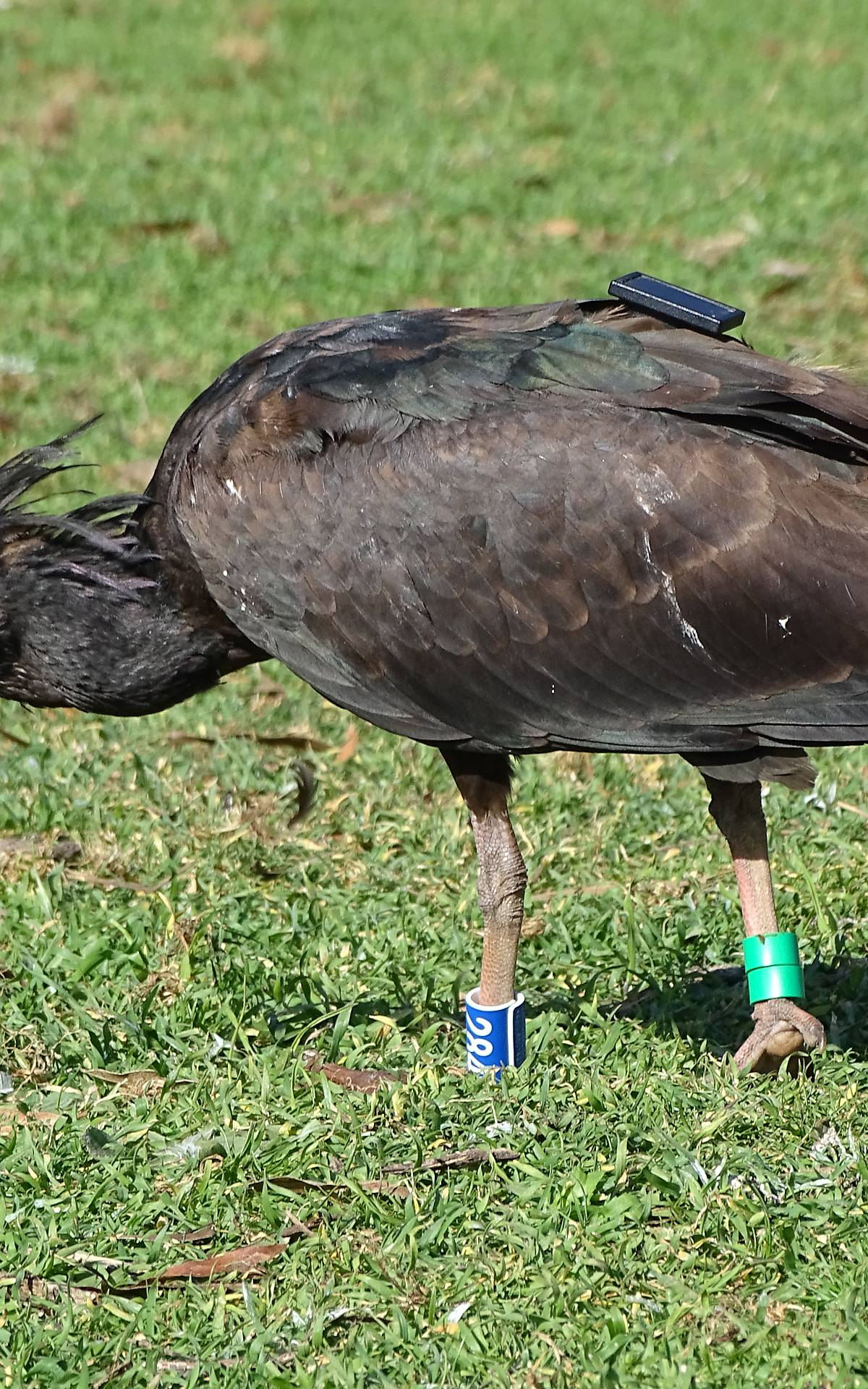 Waldrapp - Foto: Waldrappteam Conservation Research