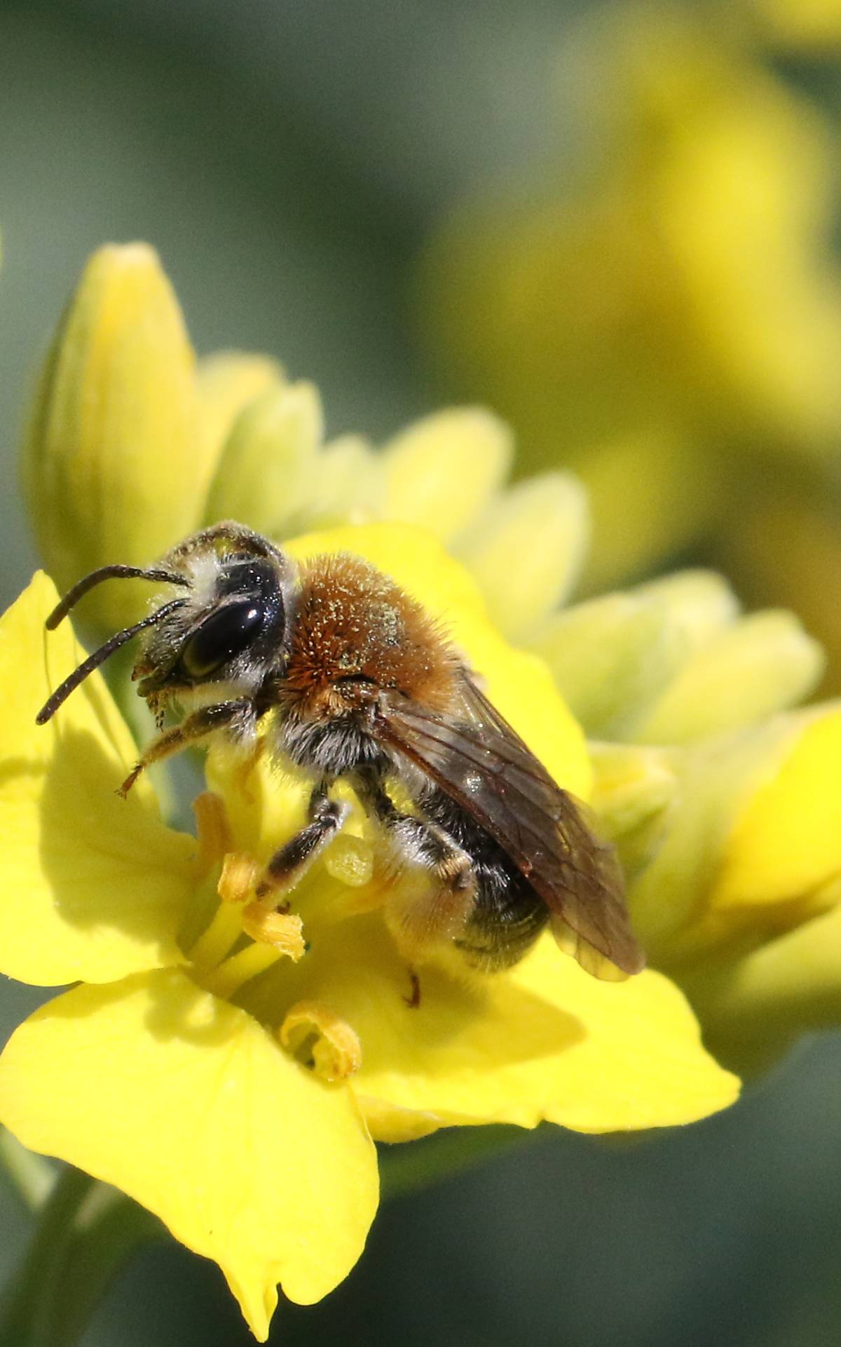 christian-schmidt-egger___andrena-haemorrhoa-w1-k-nast_wildbiene-rotschopfige-sandbiene-bluete-nahaufnahme