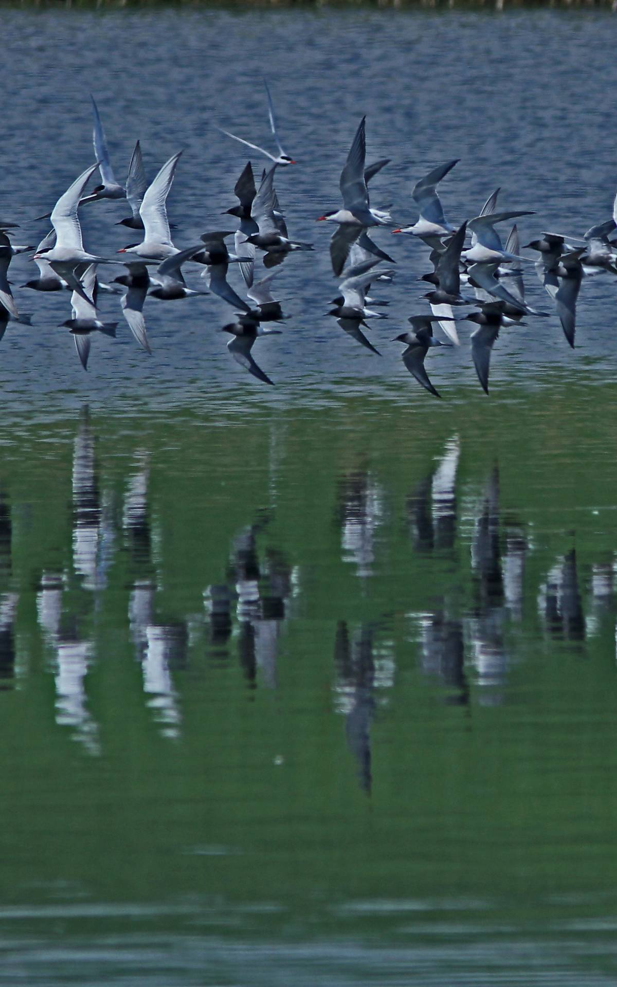 header_trauerseeschwalben-und-lachmoewen-im-flug_michael-tetzlaff