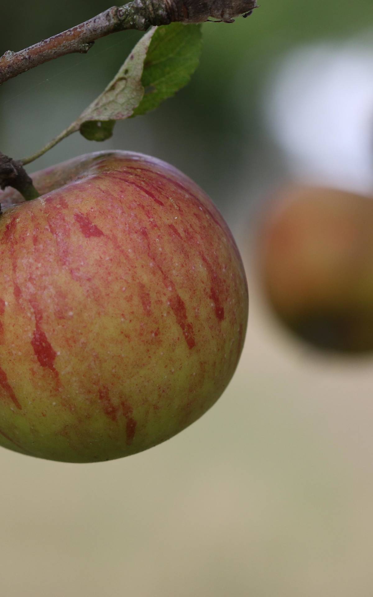 Apfel eines Obstbaums auf einer Streuobstwiese in Klepelshagen - Foto: Michael Tetzlaff