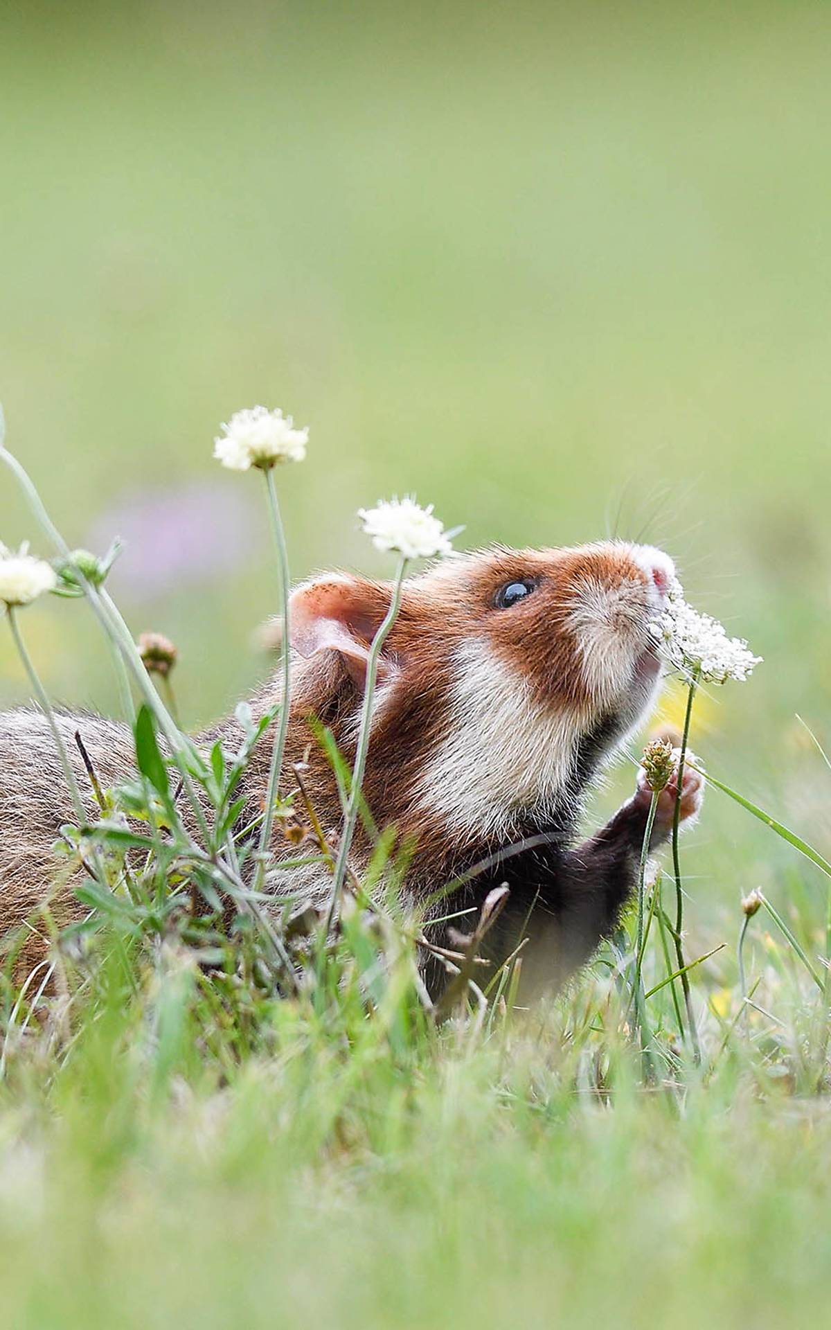 Feldhamster (Cricetus cricetus) schnuppert an einer Pflanze Foto: imageBROKER / Michaela Walch