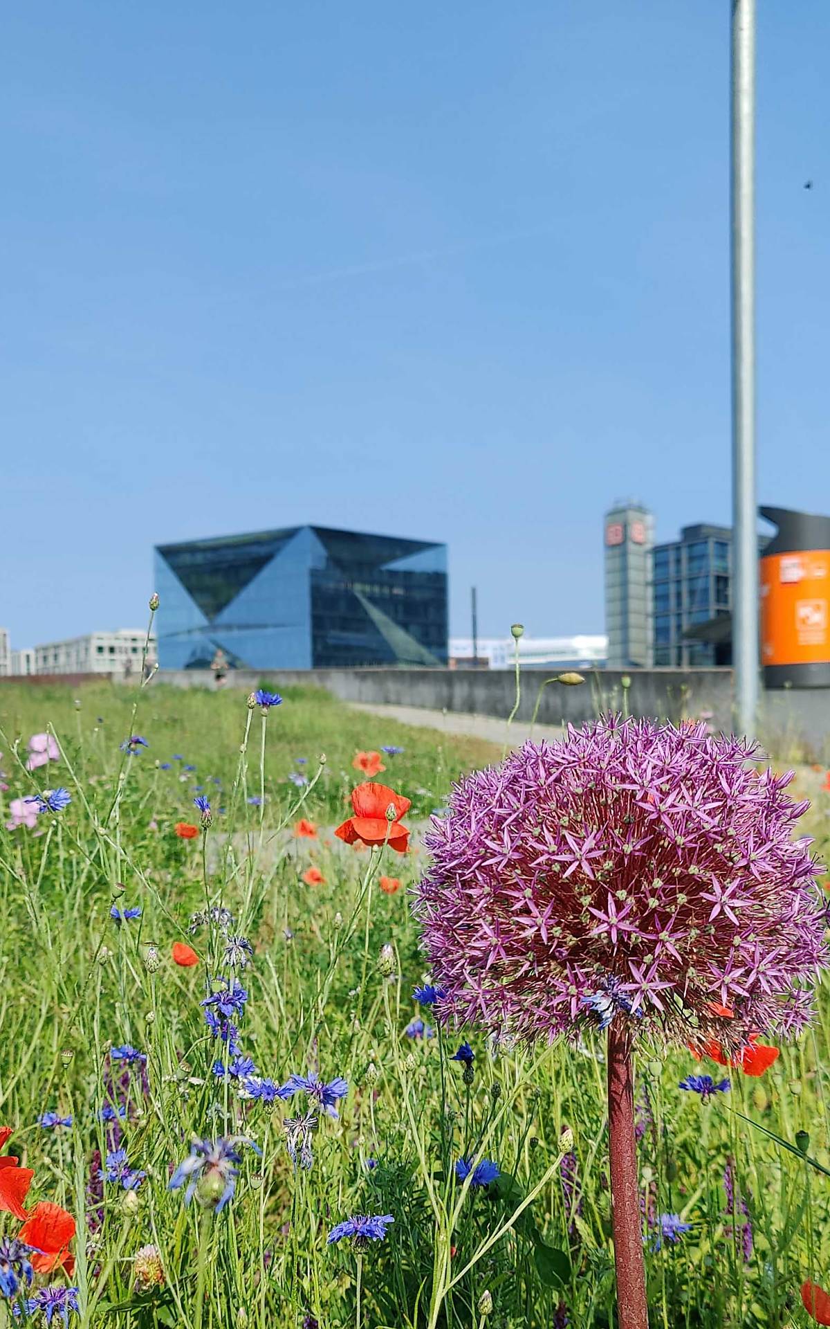 Kugellauch, Mohn- und Kornblumen am Wildbienenlehrpfad im Spreebogenpark - Foto: Tom Bluth