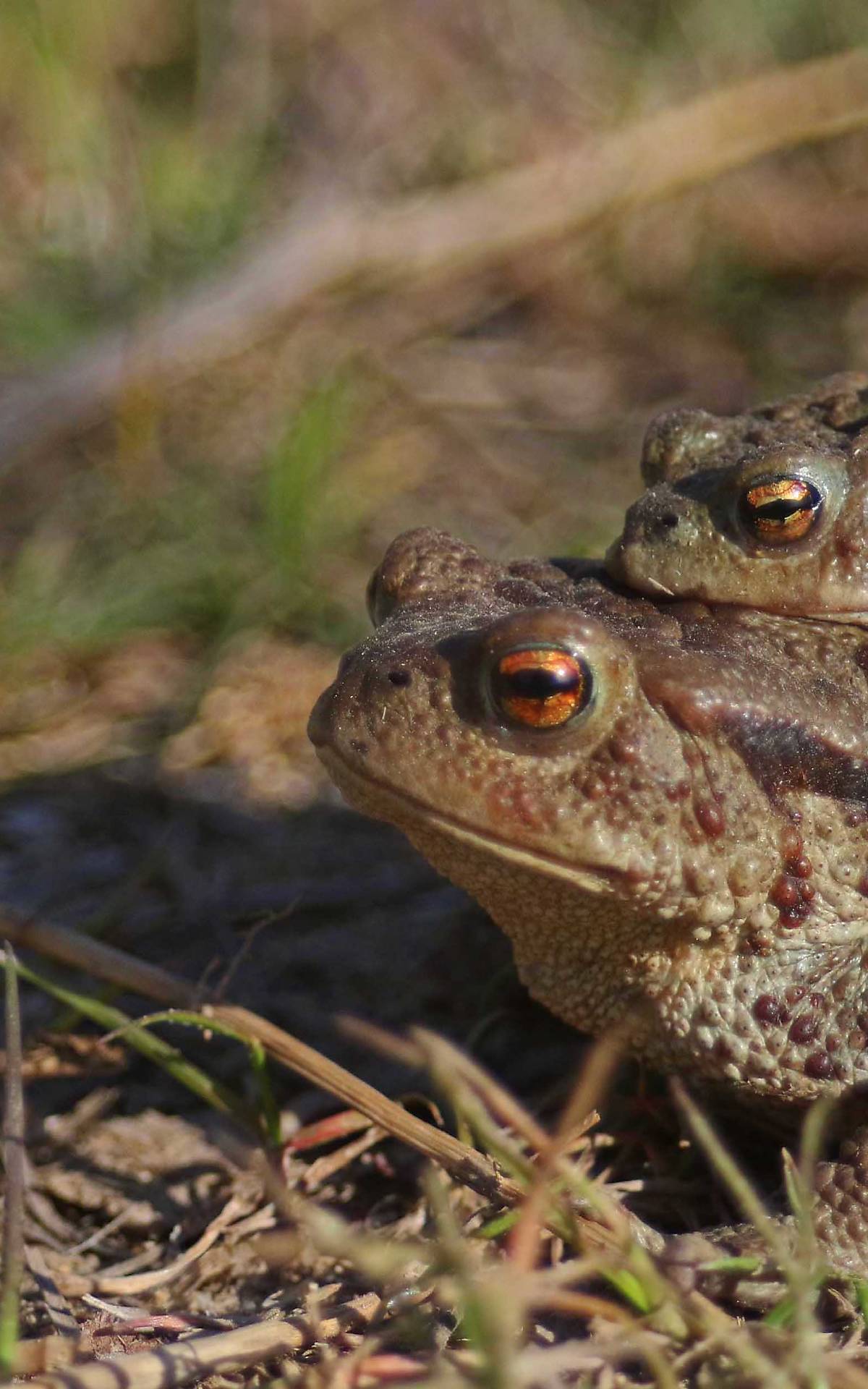 Erdkröte (Bufo bufo) Foto: Michael Tetzlaff