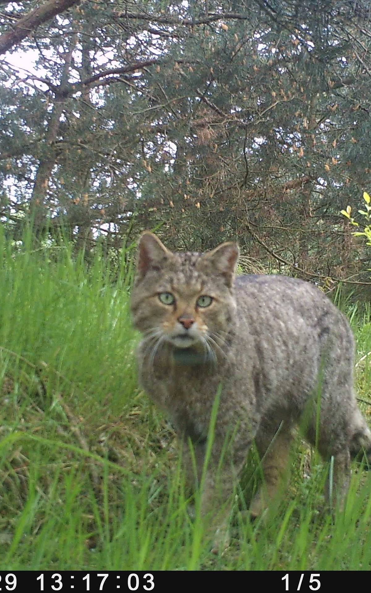 Aufnahme einer Wildkatze mit einer Wildkamera Foto: Malte Götz