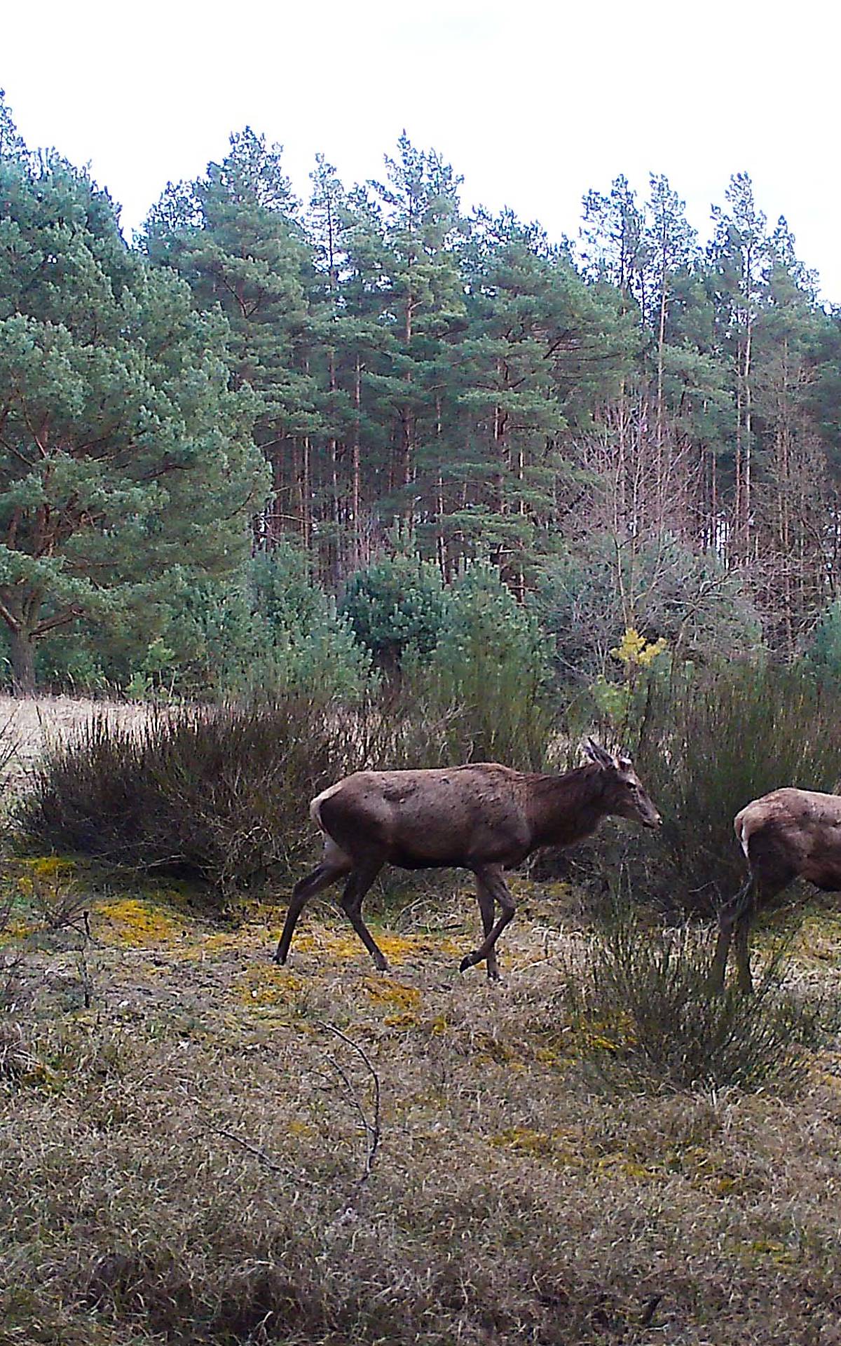 Aufnahme einer Wildtierkamera Copyright: Deutsche Wildtier Stiftung