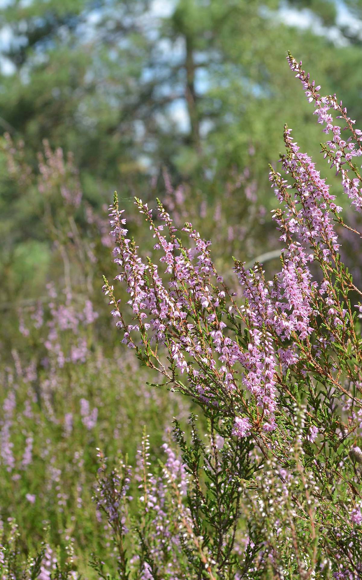 Besenheide Foto: Sophia Lansing