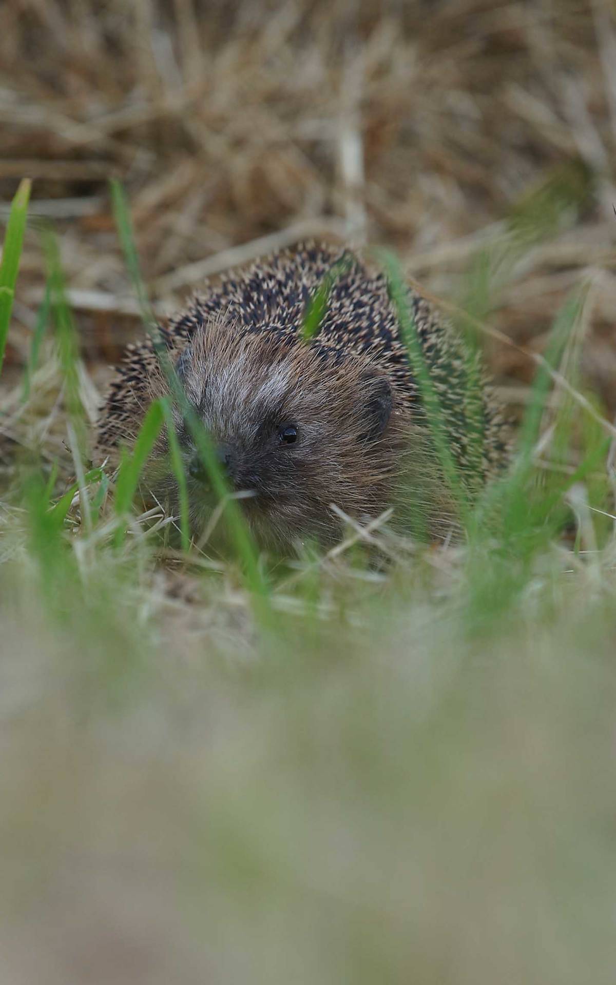 Igel – Foto: Enrico Schubert