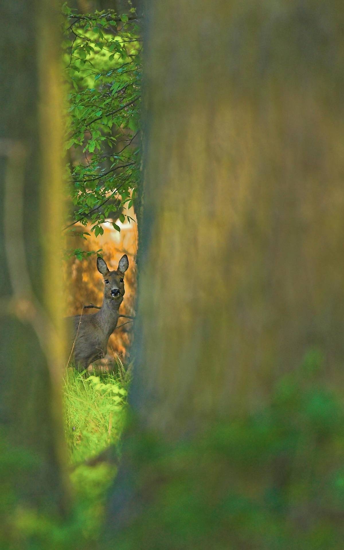 Rehwild - Foto: R. Ziemens