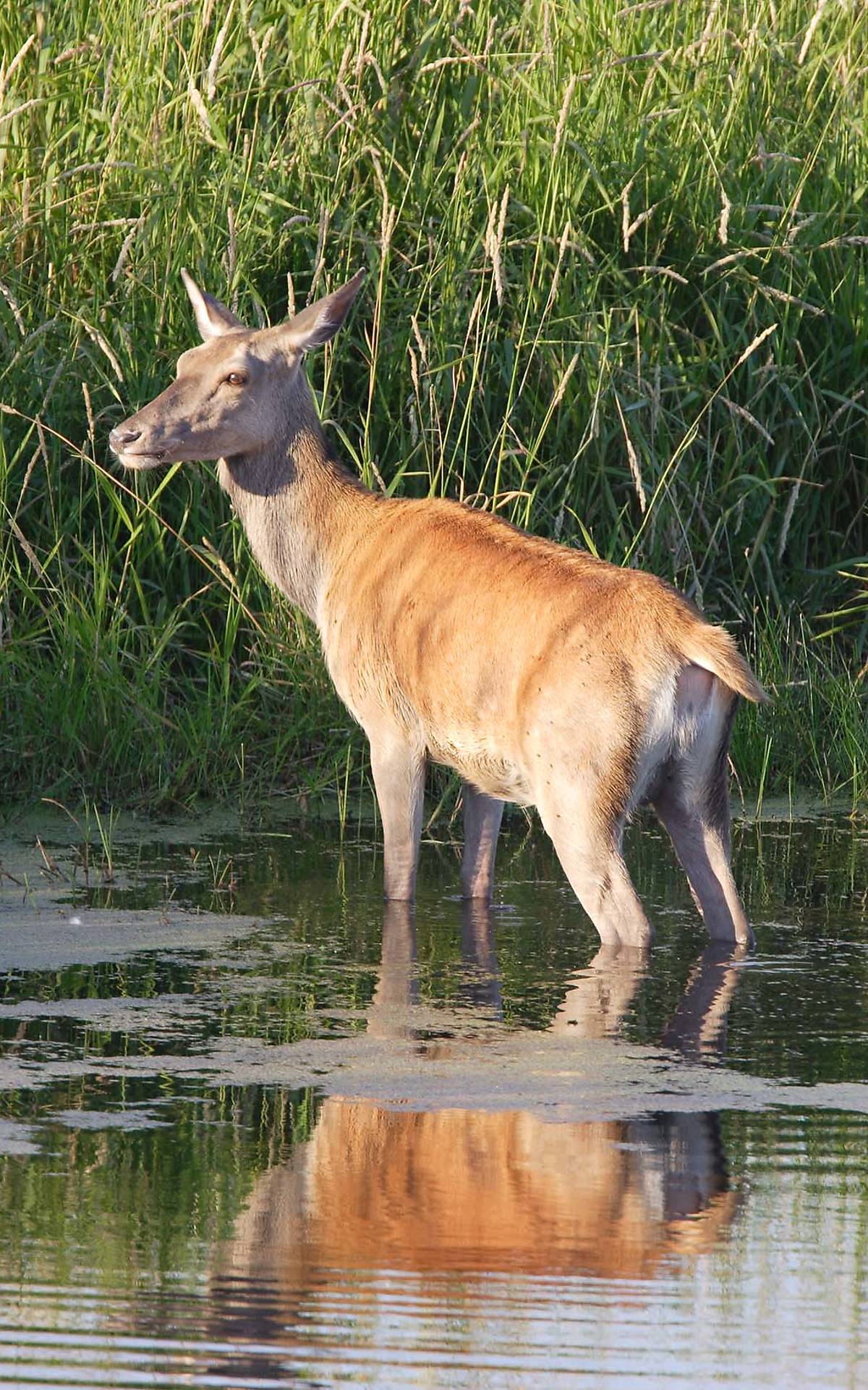 Rothirsch im Wasser – Foto: Thomas Martin