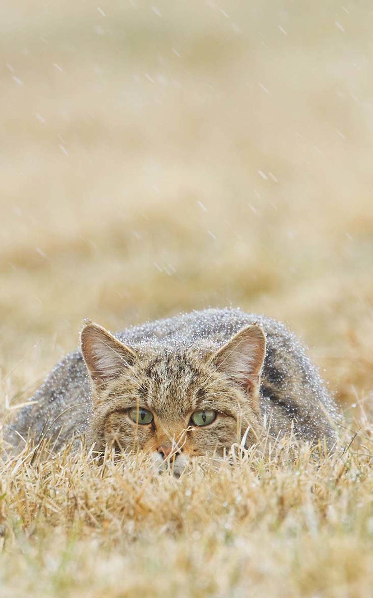 Wildkatze im Schneeregen Foto: M. Radloff