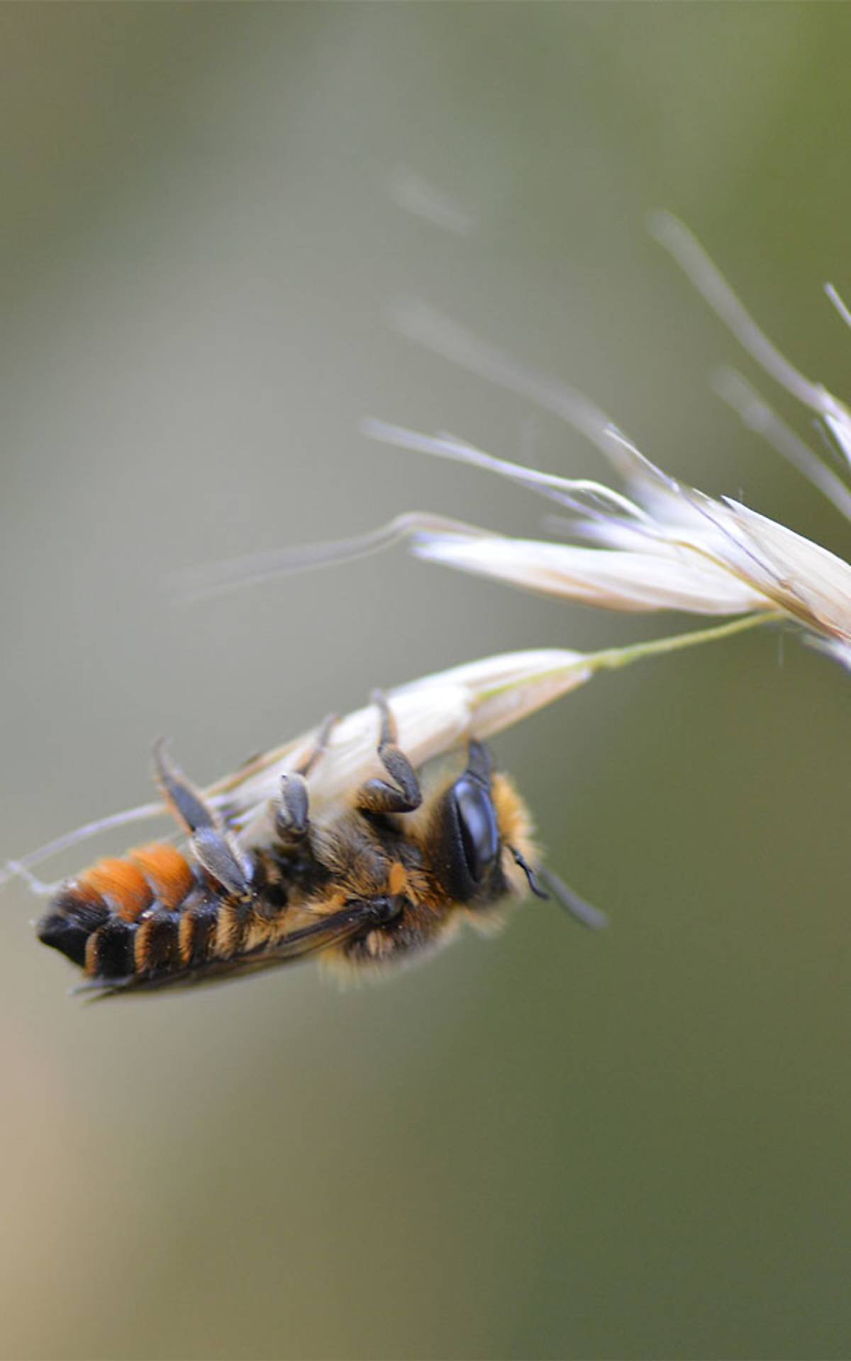 mobile_megachile-versicolor_sophie-lokatis