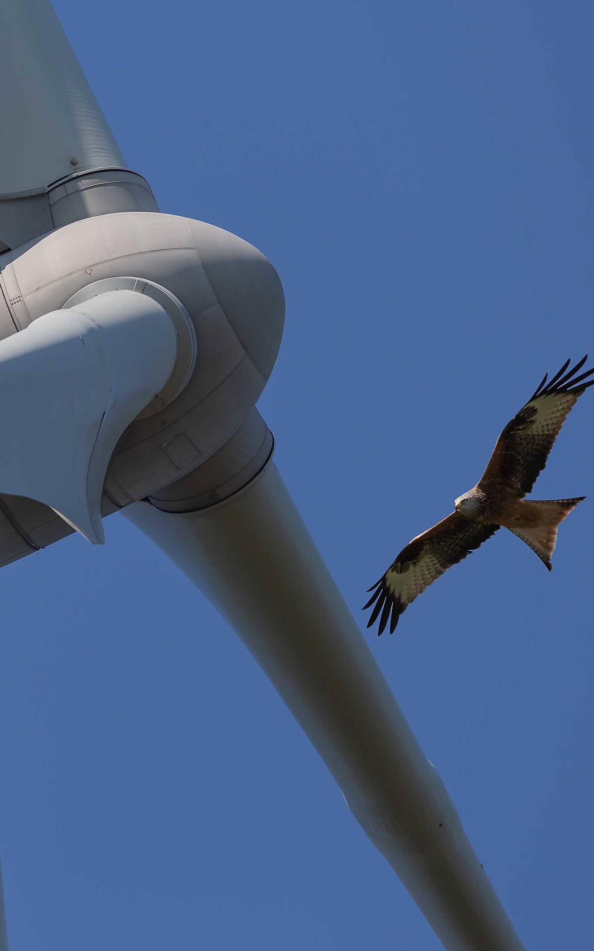 windkraft-und-rotmilan_mobile