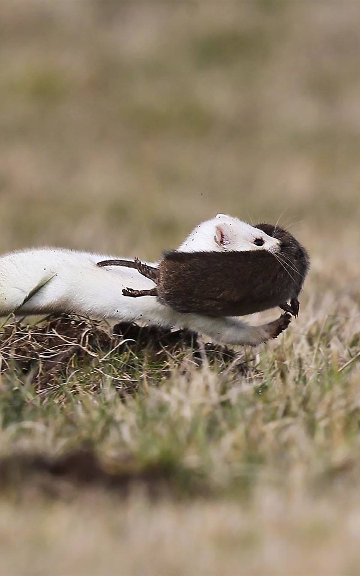 Das Hermelin (Mustela erminea) wird auch Großes Wiesel genannt