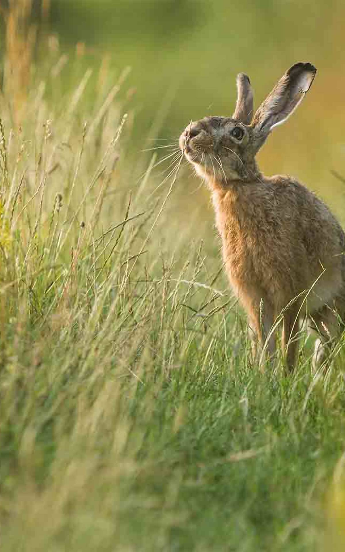 headermotiv-mobil-ostern-2026_feldhase_enrico-schubert