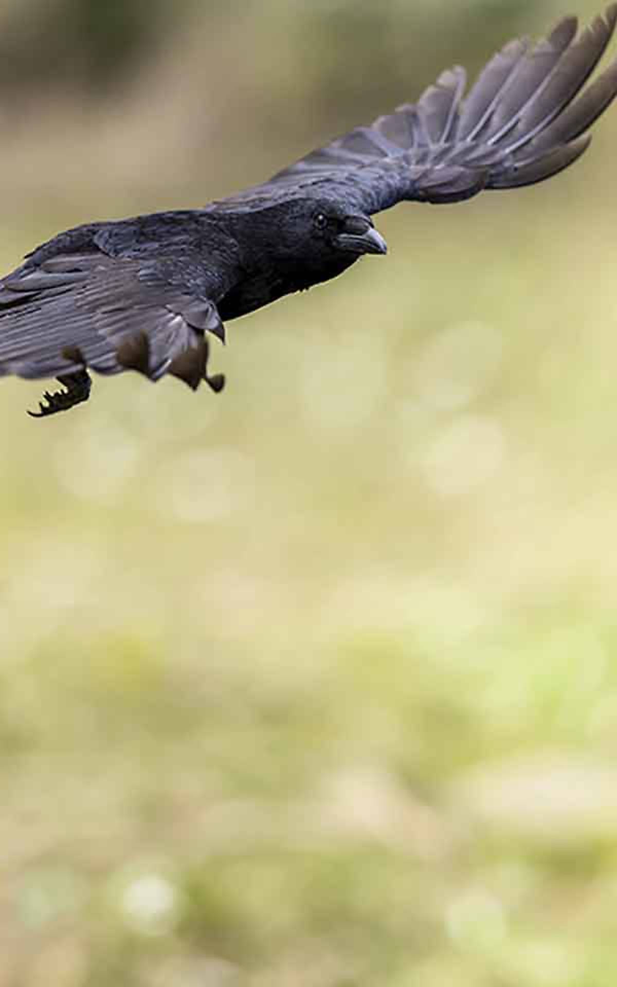 Wird oft verwechselt: Die komplett schwarze Rabenkrähe (Corvus corone) halten viele im ersten Moment für einen Raben. Die Krähe ist aber deutlich kleiner und kommt viel häufiger vor.