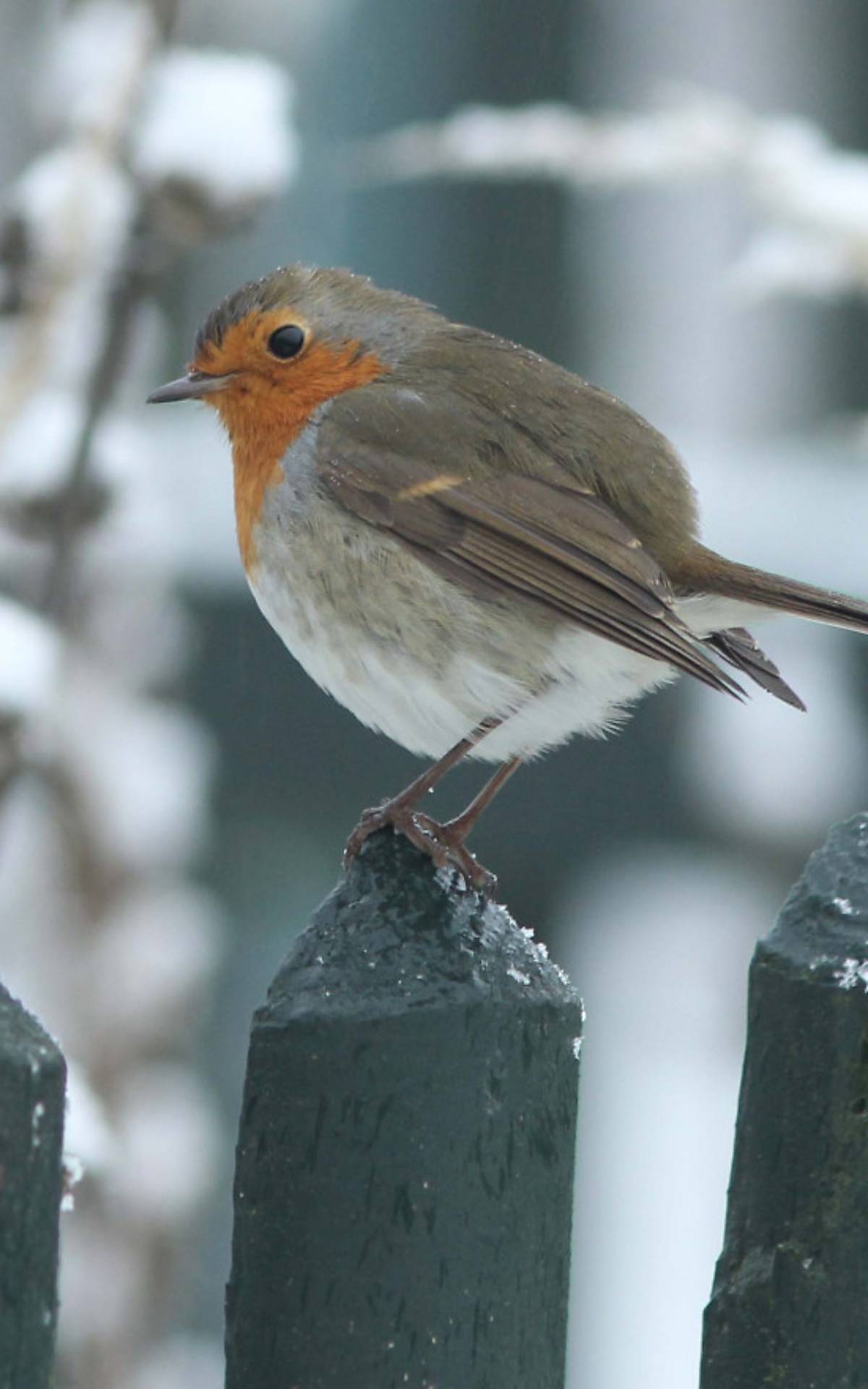 rotkehlchen-weihnachtsvogel-nah_michael-tetzlaff