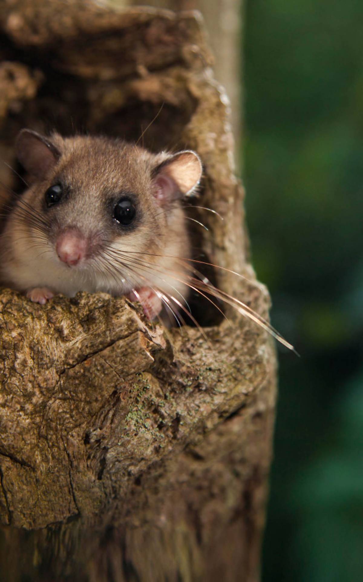 Der Siebenschläfer (Glis glis) - Foto: imageBroker / J. Fieber
