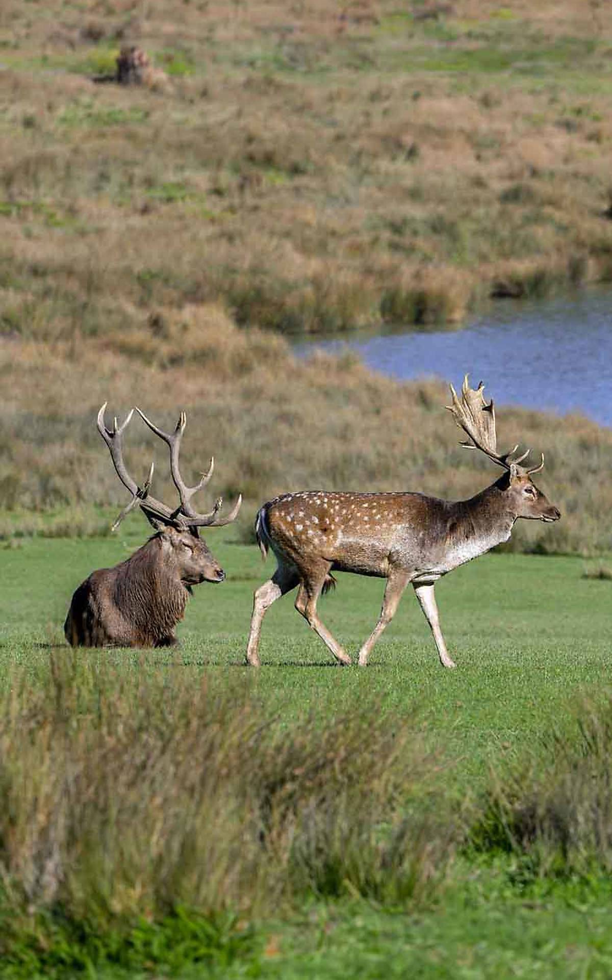 Rotwild (Cervus elaphus) links und Europäischer Damhirsch (Dama dama)