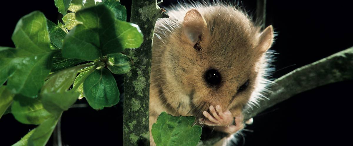 Haselmaus Steckbrief