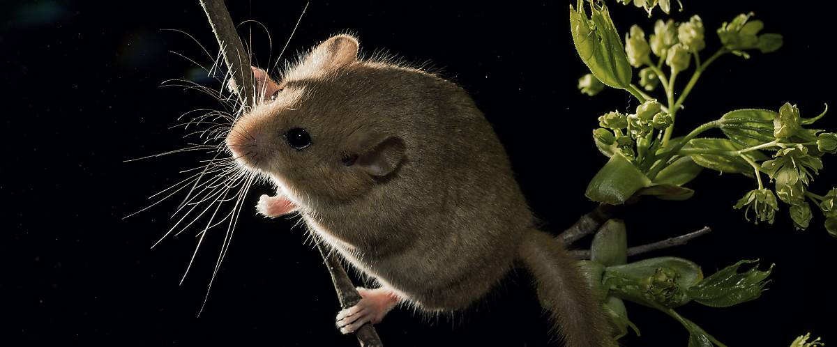 Haselmaus Steckbrief
