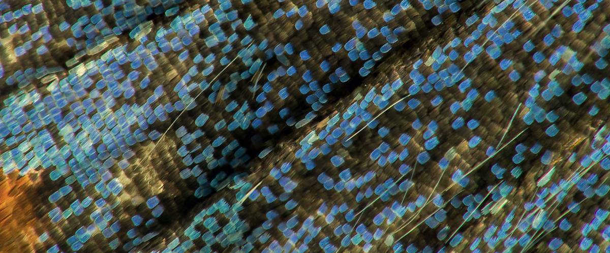 Steckbrief Schmetterling