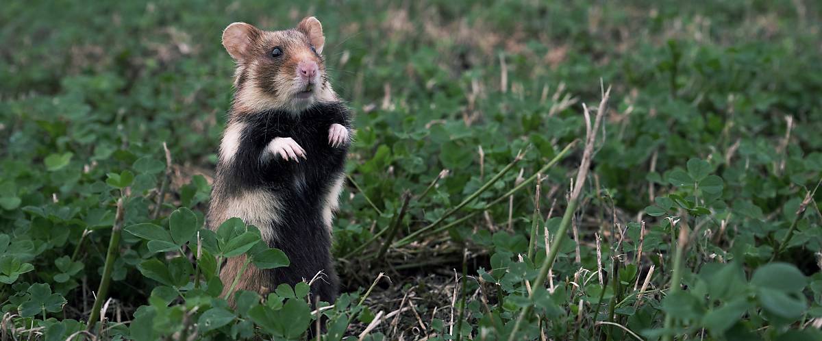 Deutsche Wildtier Stiftung Feldhamster
