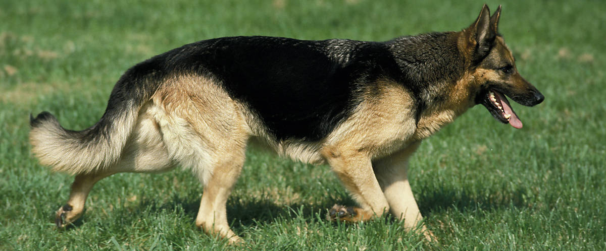 steckbrief_wolf_merkmale_koerperbau_schaeferhund_slider_2