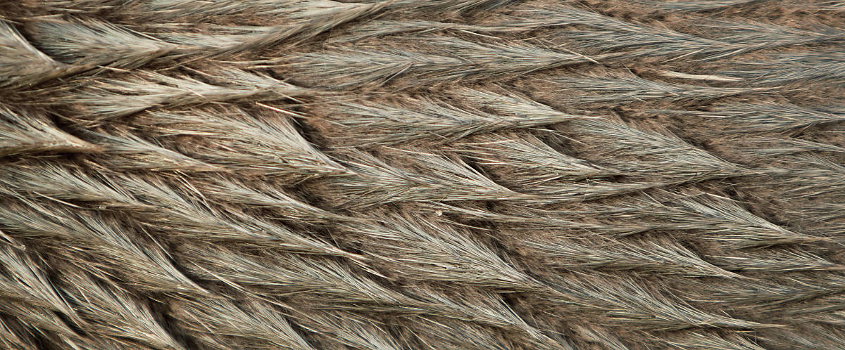 deutsche-wildtier-stiftung-fischotter