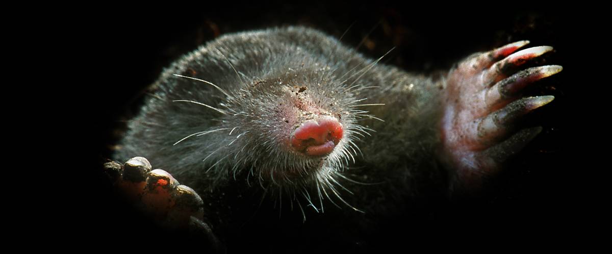 Wildtiere In Deutschland