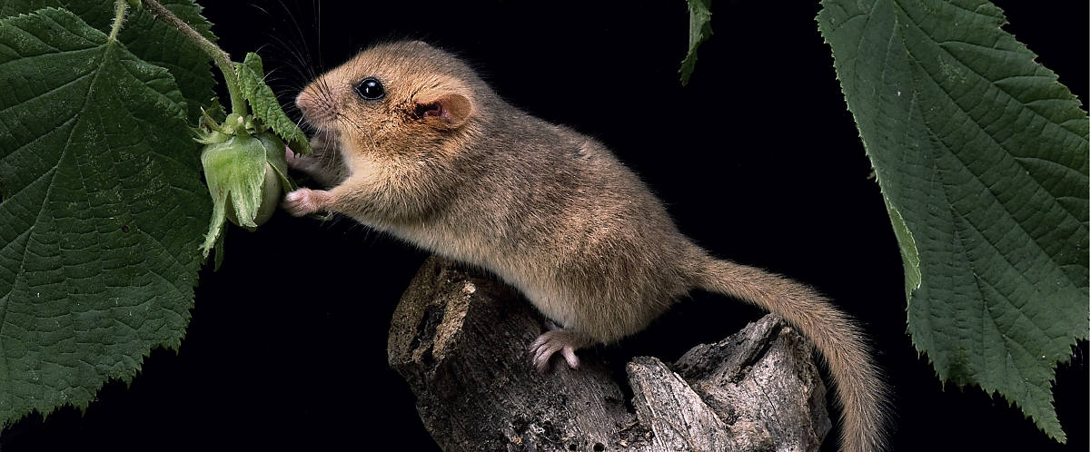 Haselmaus klettert auf Haselstrauch