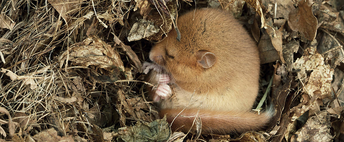 Haselmaus im Winterschlaf