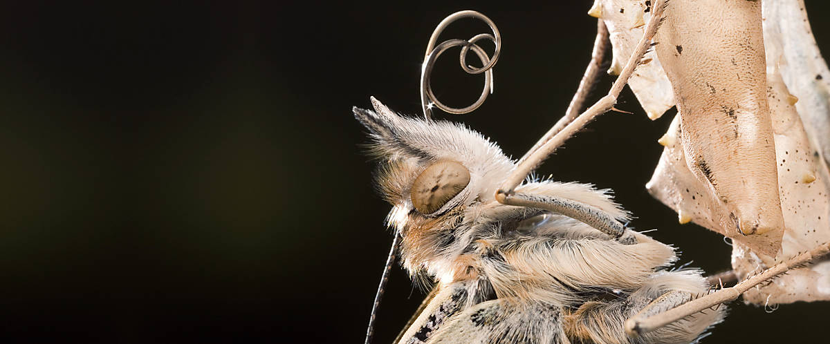 Einige Schmetterlingsarten haben geschwungene Fühler