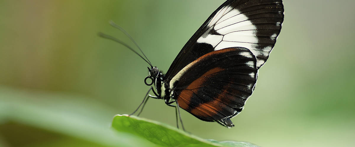 Schmetterling mit eingerolltem Mundwerkzeug