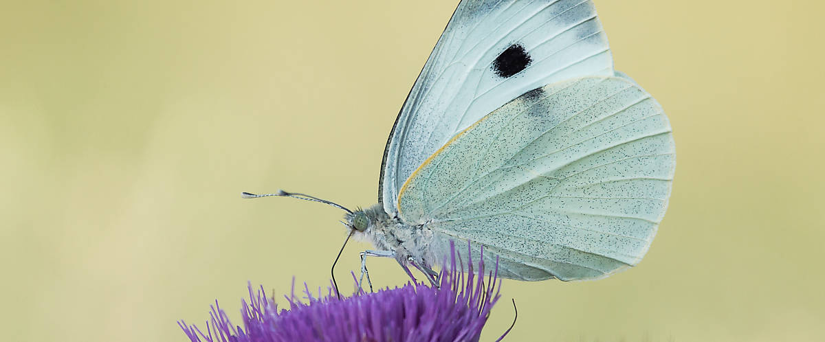 Schmetterling mit ausgefahrenem Rüssel