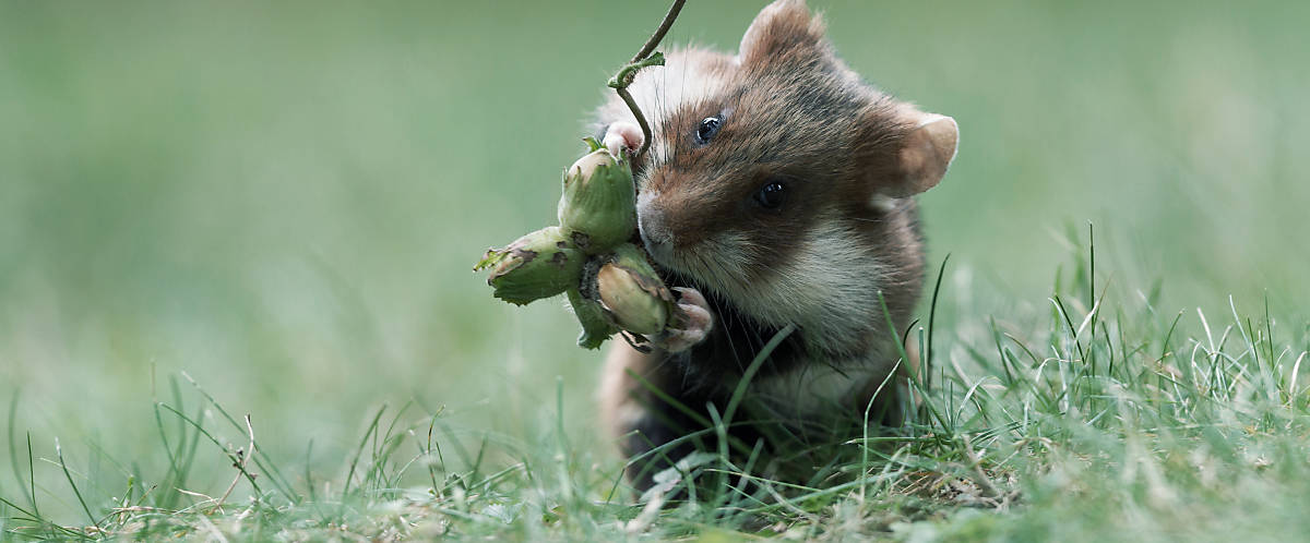 Merkmale Feldhamster Hamsterbacken
Fotoquelle: Deutsche Wildtier Stiftung / Dr. P. Wernicke