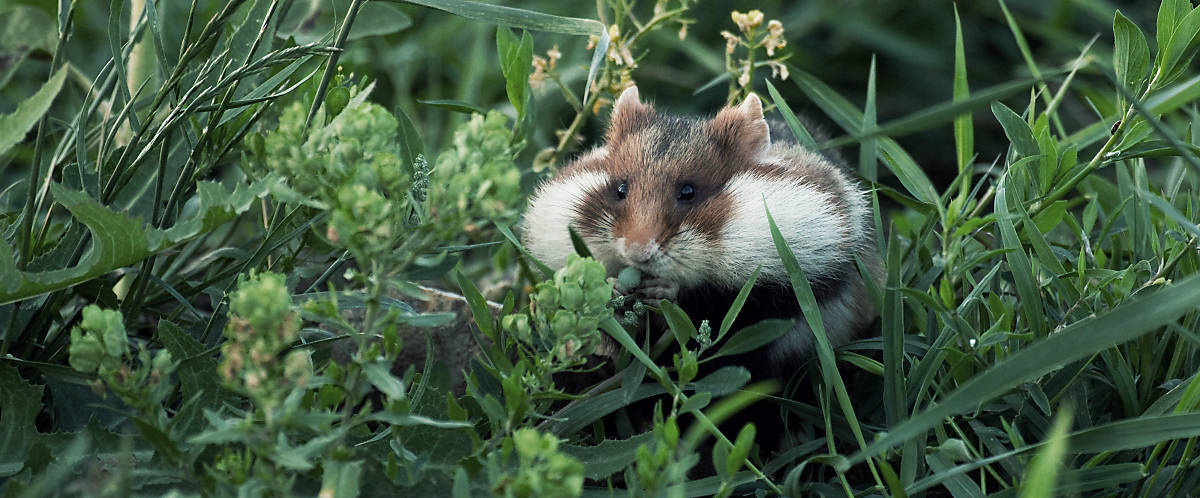Merkmale Feldhamster mit dicken Hamsterbacken
Fotoquelle: Deutsche Wildtier Stiftung / Dr. P. Wernicke