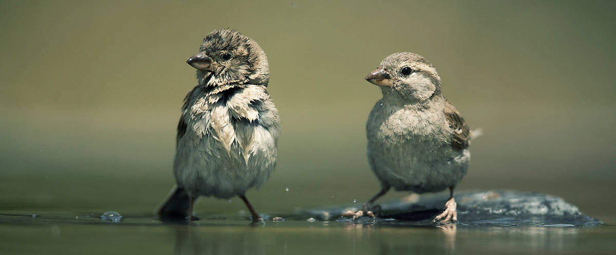 Spatz mit aufgeplustertem Gefieder am Wasser