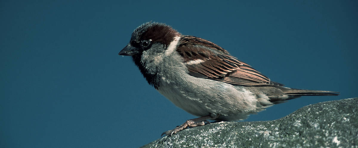 Gefieder des Spatz im Sonnenschein