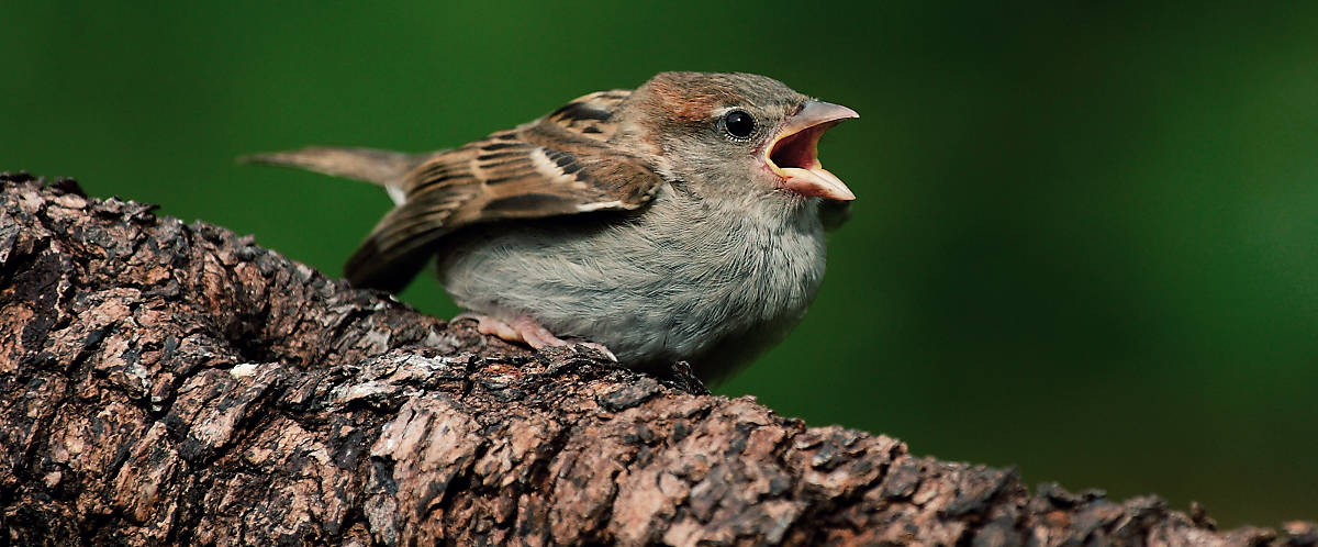 Spatz auf Ast beim Tschilpen